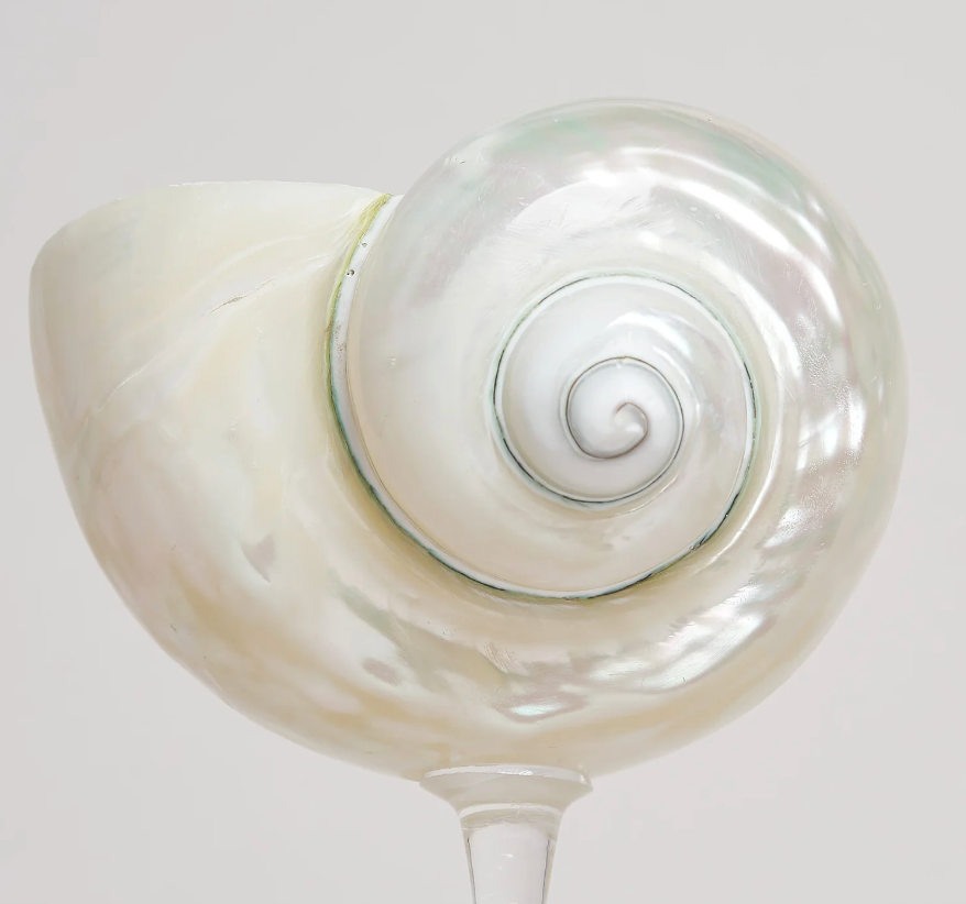 Mermaid Shell Champagne Glass