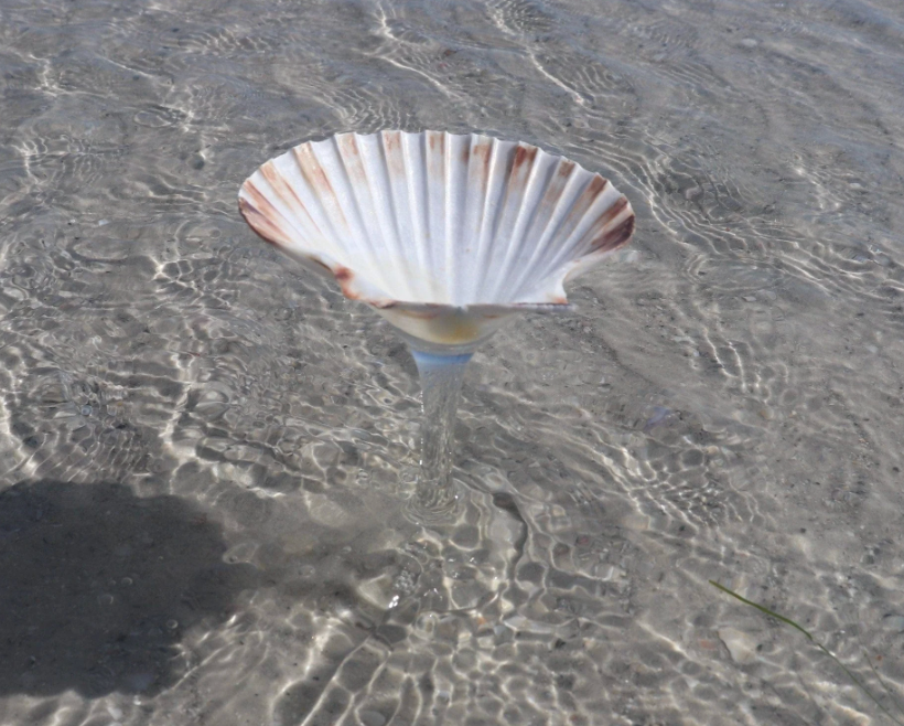 Flat Shell Martini Glass