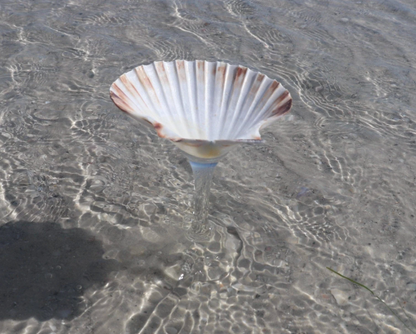 Mermaid Flat Shell Martini Glass